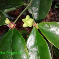 Euonymus walkeri Wight